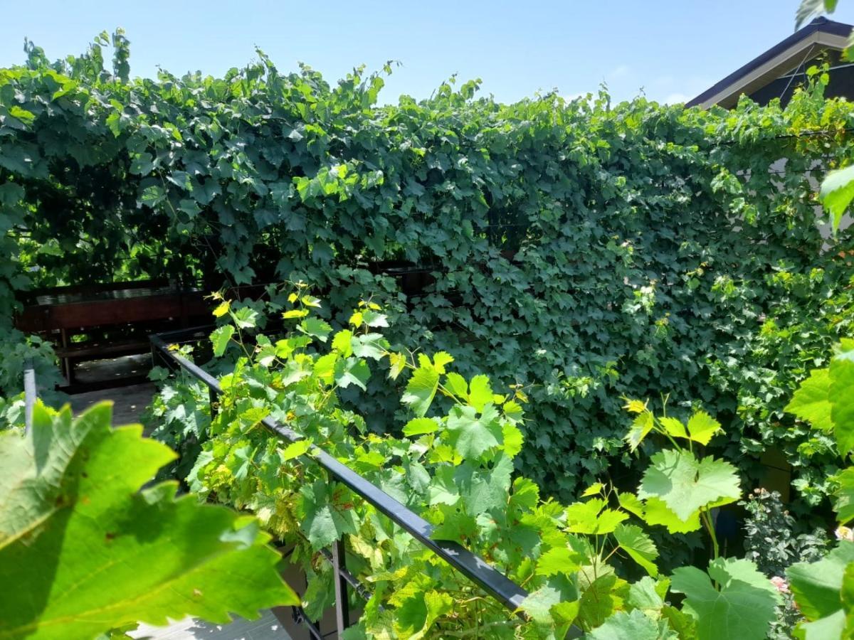 Pensiunea Lyo 2 Mai Bagian luar foto
